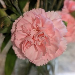 Meet your Posher, Stacey